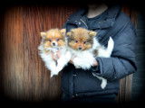 Chiots Spitz Allemand à vendre