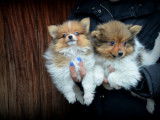 Chiots Spitz Allemand à vendre