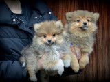 Chiots Spitz Allemand à vendre