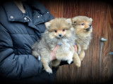 Chiots Spitz Allemand à vendre