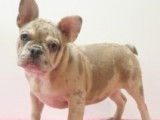 Chiots Bouledogue Français à vendre