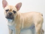 Chiots Bouledogue Français à vendre
