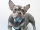Chiots Bouledogue Français à vendre