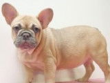 Chiots Bouledogue Français à vendre