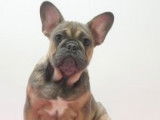 Chiots Bouledogue Français à vendre