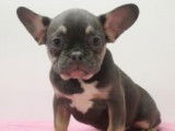 Chiots Bouledogue Français à vendre