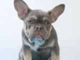 Chiots Bouledogue Français à vendre