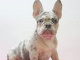 Chiots Bouledogue Français à vendre