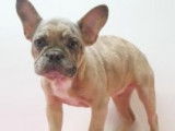 Chiots Bouledogue Français à vendre