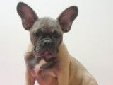 Chiots Bouledogue Français à vendre