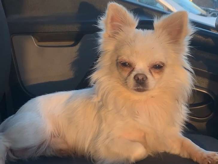 Mâle Chihuahua à poil long disponible pour saillie