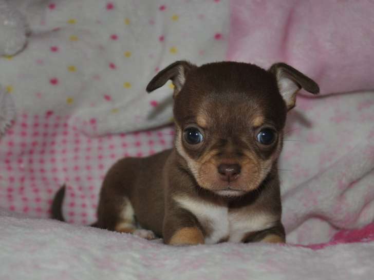 Adorables chiots Chihuahua LOF à vendre