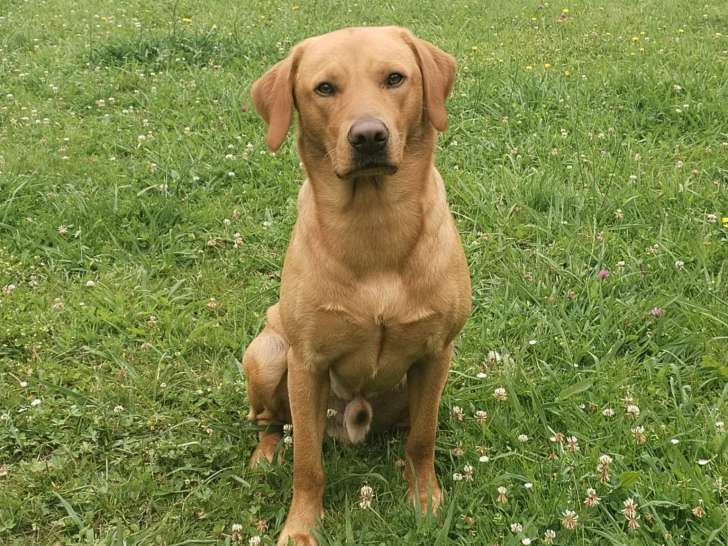 Txango, mâle Labrador Retriever LOF de 3 ans disponible pour saillie