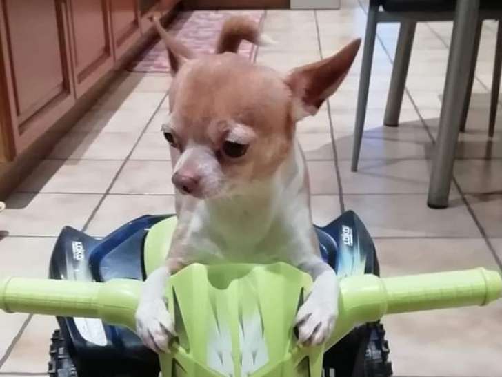 Chihuahua mâle 9 ans en bonne santé à adopter