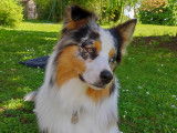 Tao, mâle Berger Australien bleu merle disponible pour saillie