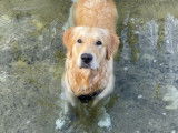 Mâle Golden Retriever disponible pour saillie