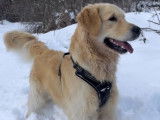 Mâle Golden Retriever disponible pour saillie