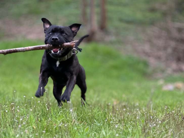Mâle Staffordshire Bull Terrier disponible pour saillie