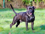 Mâle Staffordshire Bull Terrier disponible pour saillie