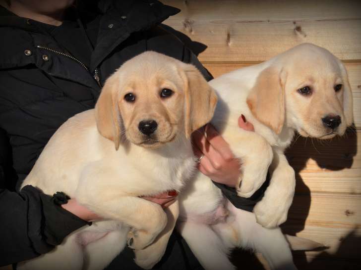 Chiots Labrador Retriever à vendre