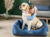 Mâle Labrador Retriver sable LOF disponible pour saillie