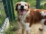 À adopter : chien de 11 ans