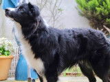 Mâle Border Collie LOF disponible pour saillie