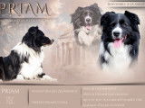Mâle Border Collie LOF disponible pour saillie