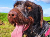 Adoption disponible : chien marron