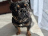 Mâle Bouledogue Français disponible pour saillie