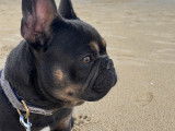 Mâle Bouledogue Français disponible pour saillie