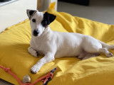 Fendi, mâle Jack Russel disponible pour saillie