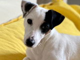 Fendi, mâle Jack Russel disponible pour saillie