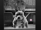 Mâle American Bully disponible pour saillie