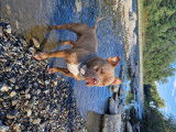 Mâle American Bully disponible pour saillie