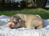 Chiots Husky Sibérien LOF à vendre