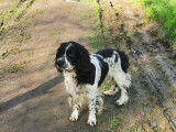 Mâle Springer Anglais disponible pour saillie