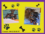 Chiots Pinscher Nain à vendre