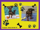 Chiots Pinscher Nain &agrave; vendre