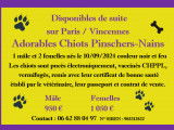 Chiots Pinscher Nain &agrave; vendre