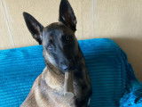 Chiots Malinois à vendre