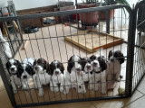Chiots de race Springer Anglais à vendre (6 femelles & 2 mâles)
