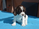 Chiots de race Springer Anglais à vendre (6 femelles & 2 mâles)