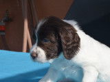 Chiots de race Springer Anglais à vendre (6 femelles & 2 mâles)