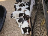 Chiots de race Springer Anglais à vendre (6 femelles & 2 mâles)