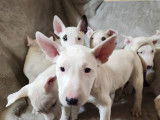 Chiots Bull Terrier à vendre