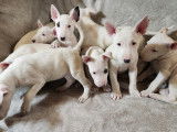Chiots Bull Terrier à vendre