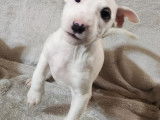 Chiots Bull Terrier à vendre