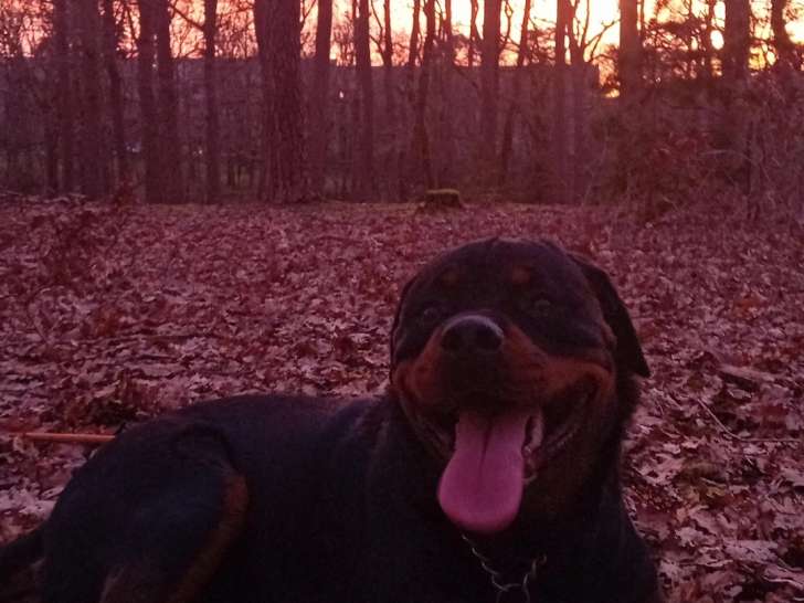 Jeune mâle Rottweiler à vendre