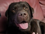 Mâle Labrador Retriever disponible pour saillie